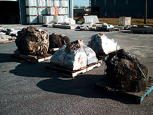 Burls on ground copysml copy.JPG (41124 bytes)